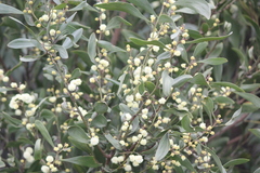 Acacia