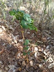 Acer monspessulanum