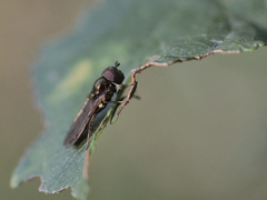 Melanostoma mellinum