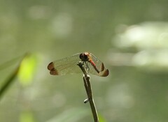 Sympetrum risi