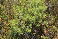 Cyclopia genistoides