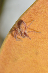 Philodromus rufus
