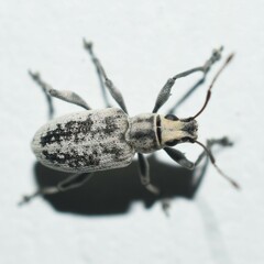 Myllocerus undecimpustulatus