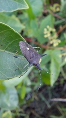 Proxys albopunctulatus