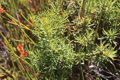 Cyclopia genistoides