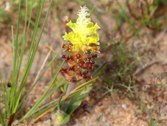 Lachenalia pallida