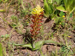 Lachenalia pallida