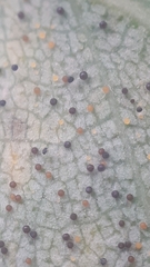 Phyllactinia betulae