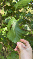 Alnus serrulata