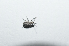 Myllocerus undecimpustulatus