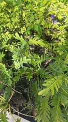 Thaumatophyllum xanadu