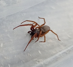 Dysderidae