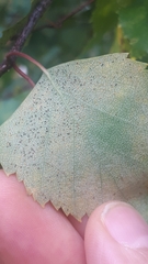 Phyllactinia betulae