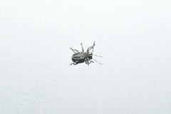 Myllocerus undecimpustulatus