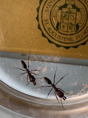 Odontomachus brunneus