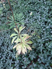 Lilium martagon