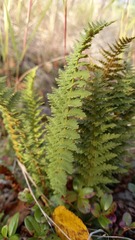 Dryopteris fragrans