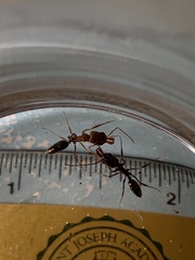 Odontomachus brunneus