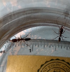 Odontomachus brunneus