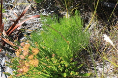 Nanobubon strictum