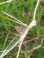 Spialia galba