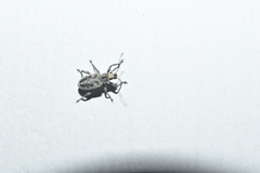 Myllocerus undecimpustulatus