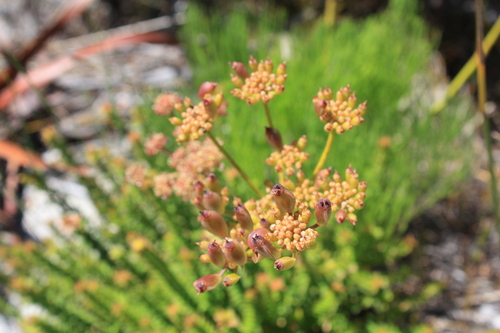 Image of Nanobubon strictum by (c) Jeremy Gilmore, some rights reserved (CC BY)