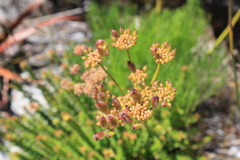 Nanobubon strictum