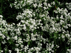 Galium rubioides