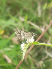 Spialia galba