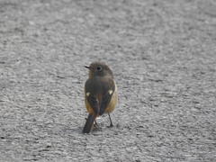 Phoenicurus auroreus