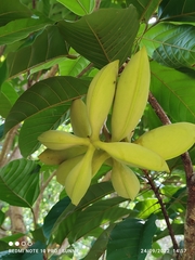 Sterculia oblongata