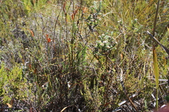 Myrovernix longifolius