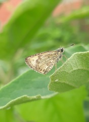 Ampittia dioscorides
