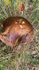 Suillus luteus