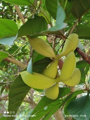 Sterculia oblongata