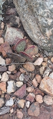 Adromischus maculatus