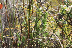 Myrovernix longifolius