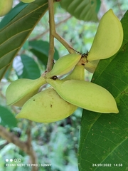 Sterculia oblongata