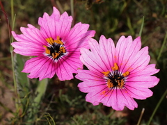 Monsonia speciosa