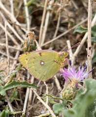 Colias croceus