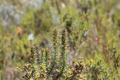 Myrovernix longifolius