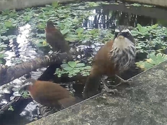 Pomatorhinus musicus