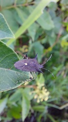 Proxys albopunctulatus