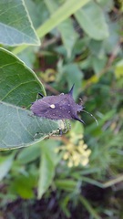 Proxys albopunctulatus
