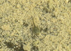 Bufotes viridis viridis