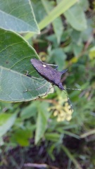 Proxys albopunctulatus