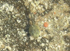 Bufotes viridis viridis