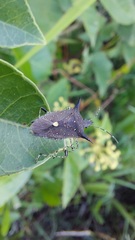 Proxys albopunctulatus