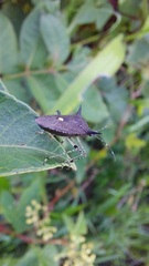 Proxys albopunctulatus